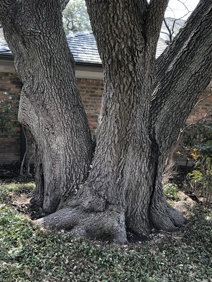 Mature heritage tree close to a Lake Havasu City property cared for by certified arborists
