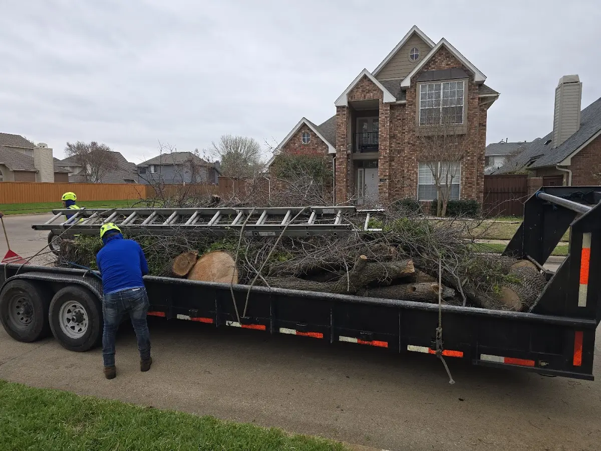 Expert Tree Fertilization with proper safety equipment in Lake Havasu City